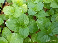 Ginger mint