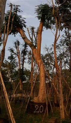 หางนกยูงฝรั่ง10"-20" | สวนทวี - เมืองปราจีนบุรี ปราจีนบุรี
