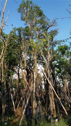 เหลืองปรีดียาธร PANAGARDEN | พนาการ์เด้น -  นครนายก