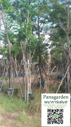 ประดู่ป่า  PANAGARDEN