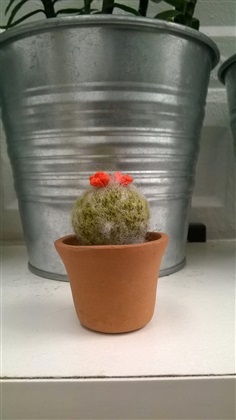 cactus 1.5"