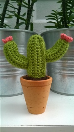 cactus 1.8"(3) / ขายแล้ว