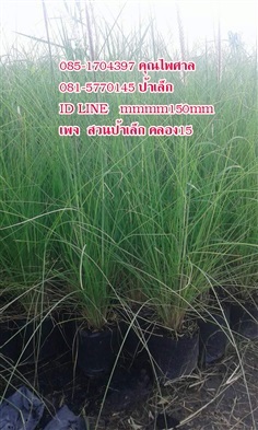 หญ้าน้ำพุ | สวนป้าเล็ก คลอง 15 - องครักษ์ นครนายก