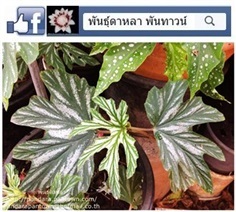 Angel Wing Begonia ใบด่างขาวดอกขาว