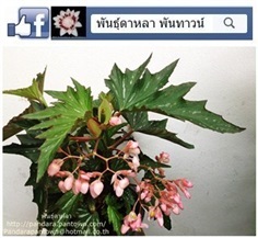 Angel Wing Begonia ปีกค้างคาวเขียว