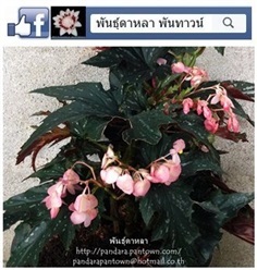 Angel Wing Begonia ปีกค้างคาวดำ