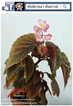 Angel Wing Begonia มินิใบสีน้ำตาล