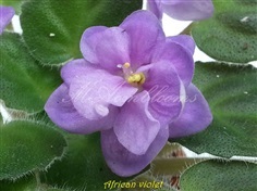 african violet