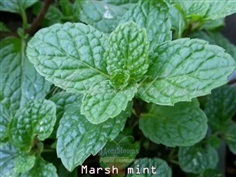 Marsh mint