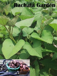 มันเทศญี่ปุ่น (Japanese Sweet Potato) | สวนรชต - ขลุง จันทบุรี