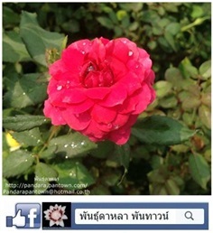 กุหลาบอังกฤษ Miniature Roses "Boogie-Woogie"