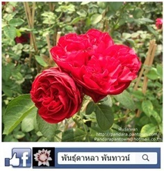 กุหลาบอังกฤษ Gospel