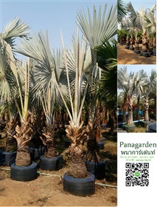 ตาลฟ้า PANAGARDEN | พนาการ์เด้น -  นครนายก