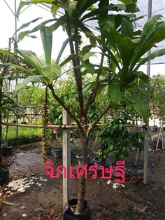 จิกเศรษฐี | ดิเรก บ้านดงบัง -  ปราจีนบุรี