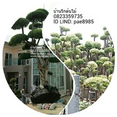 ต้นข่อย | บ้านรักต้นไม้ - วัฒนา กรุงเทพมหานคร