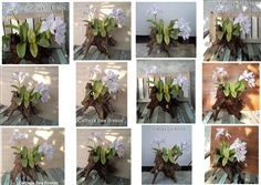 กล้วยไม้แคทลียา ซีบรีซ ปลูกติดตอไม้สำหรับตั้งโต๊ะ | Green Chic Corner -  กรุงเทพมหานคร