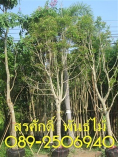 ต้นแคนา | สุรศักดิ์ พันธุ์ไม้ - เมืองปราจีนบุรี ปราจีนบุรี