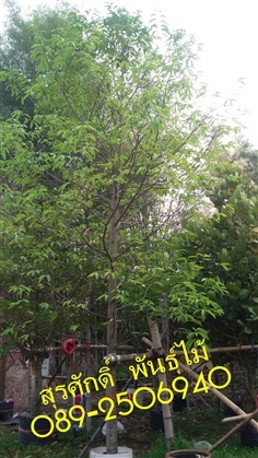 ต้นพยอม | สุรศักดิ์ พันธุ์ไม้ - เมืองปราจีนบุรี ปราจีนบุรี
