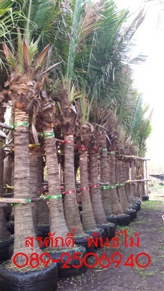 ต้นมะพร้าว | สุรศักดิ์ พันธุ์ไม้ - เมืองปราจีนบุรี ปราจีนบุรี