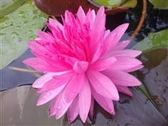 บัวฝรั่ง Fuchsia Pom Pom