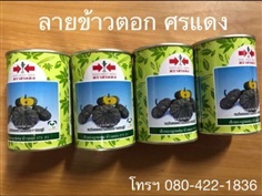 เมล็ดพันธุ์ ฟักทอง ข้าวตอก 573 ศรแดง 