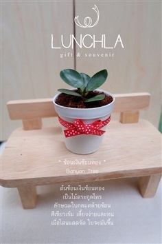 ต้นช้อนเงินช้อนทอง | lunchlashop - บางใหญ่ นนทบุรี