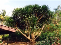ต้นจันผา | ไวท์ร็อค รีสอร์ท  - ปากช่อง นครราชสีมา