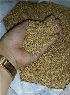 จำหน่ายเมล็ดข้าวสาลี Wheatgrass | LoveNature - วัฒนา กรุงเทพมหานคร