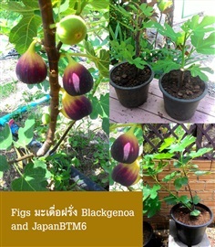 Figs มะเดื่อฝรั่ง | สวนมิตร - เมืองเชียงใหม่ เชียงใหม่