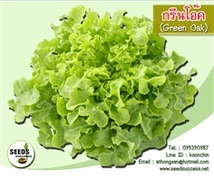เมล็ดผักสลัดกรีนโอ๊ค (Green Oak Leaf) | seedsuccess (ซีดซักเซส) - เขื่องใน อุบลราชธานี