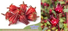 เมล็ดพันธุ์กระเจี๊ยบแดง (Roselle) 