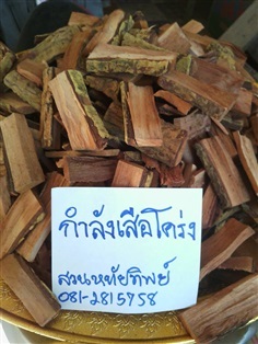 กำลังเสือโคร่ง