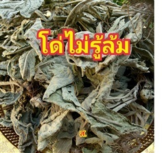 โด่ไม่รู้ล้ม | สวนหทัยทิพย์ - วัดโบสถ์ พิษณุโลก