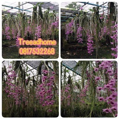 สายน้ำครั่ง Dendrobium parishii สายน้ำครั่งสั้น