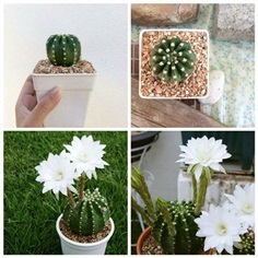 Echinopsis