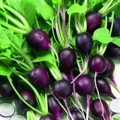 แรดิชมาลากาสีม่วง - Malaga Violet Radish