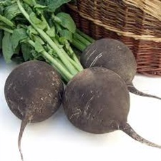 แรดิชสเปนสีดำ - Black Spanish Round Radish