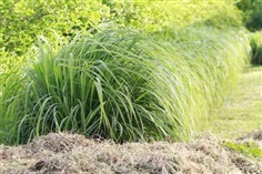 ต้นพันธุ์ตะไคร้หอม (Citronella Grass Plants)