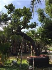 ต้นพยอมเอน ลีลา | บุญหนาพันธุ์ไม้ - โคกสูง สระแก้ว