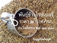 เมล็ดพันธุ์ข้าวไรซ์เบอรี่