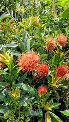 รักแรกพบสีส้ม กระถาง 11 นิ้ว ต้นสวย (กทม) | Kiattisak Pailay - บางกอกน้อย กรุงเทพมหานคร
