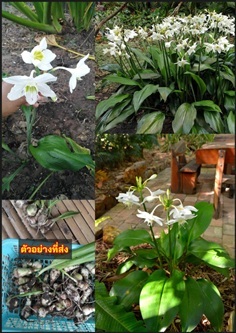 ว่านกวักนางพญา ว่านกวักนางพญาใหญ่ กวักนางพญา Amazo