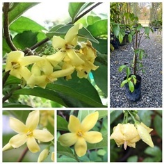 ต้นโมกเหลืองหอม ต้นโมกเหลือง  โมกเหลือง Yellow Wri | Shopping by lewat - เมืองมหาสารคาม มหาสารคาม