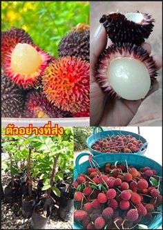 ต้นเงาะลิ้นจี่ ต้นเงาะปูลาซัน เงาะลิ้นจี่ เงาะปูลา | Shopping by lewat - เมืองมหาสารคาม มหาสารคาม