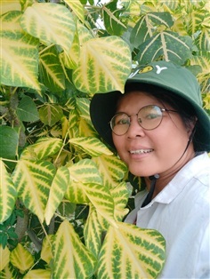ทองหลางด่าง ทองหลางลาย 