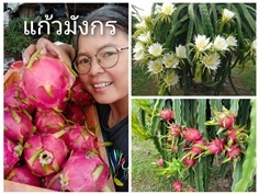 แก้วมังกร ขายเมล็ดพันธุ์