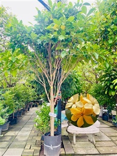 ต้นพุดภูเก็ต