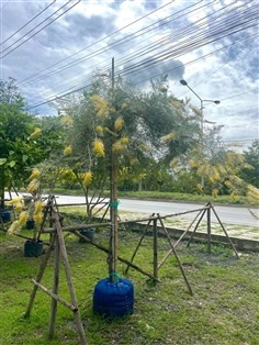 สนเกรวิลเลีย  ต้นสนเกรวิลเลีย 