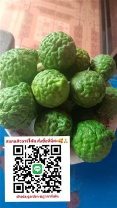 ลูกมะกรูด