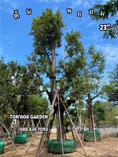 ต้นพยอม